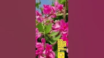 تلاوه عذبه بصوت خاشع من سورة النبأ