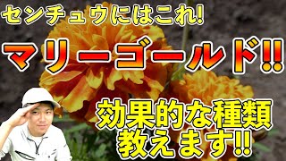 マリーゴールドの活用！センチュウ防除！どの品種を選んだら良いのか？