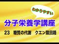 分子栄養学講座23 〜糖質の代謝　クエン酸回路