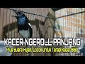 Kacer Ngeroll Panjang Plus Suara Hujan Dijamin Ampuh Untuk Terapi Kacer Macet Mp3 - Mp4 Download