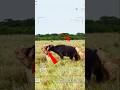 Two Cheetahs Attack a Wild Buffalo… But the Herd Shows Up Just in Time! 🔴 #animals #shorts