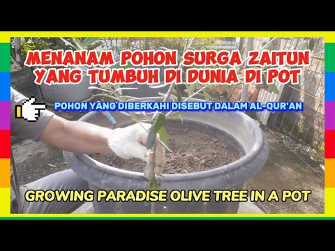 Video: Bolehkah Anda Menanam Lubang Zaitun: Menanam Pokok Zaitun Dari Lubang