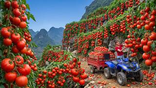 Harvesting 250kg of Wild Tomatoes from the Mountains and Transporting Them to the Lowland Market