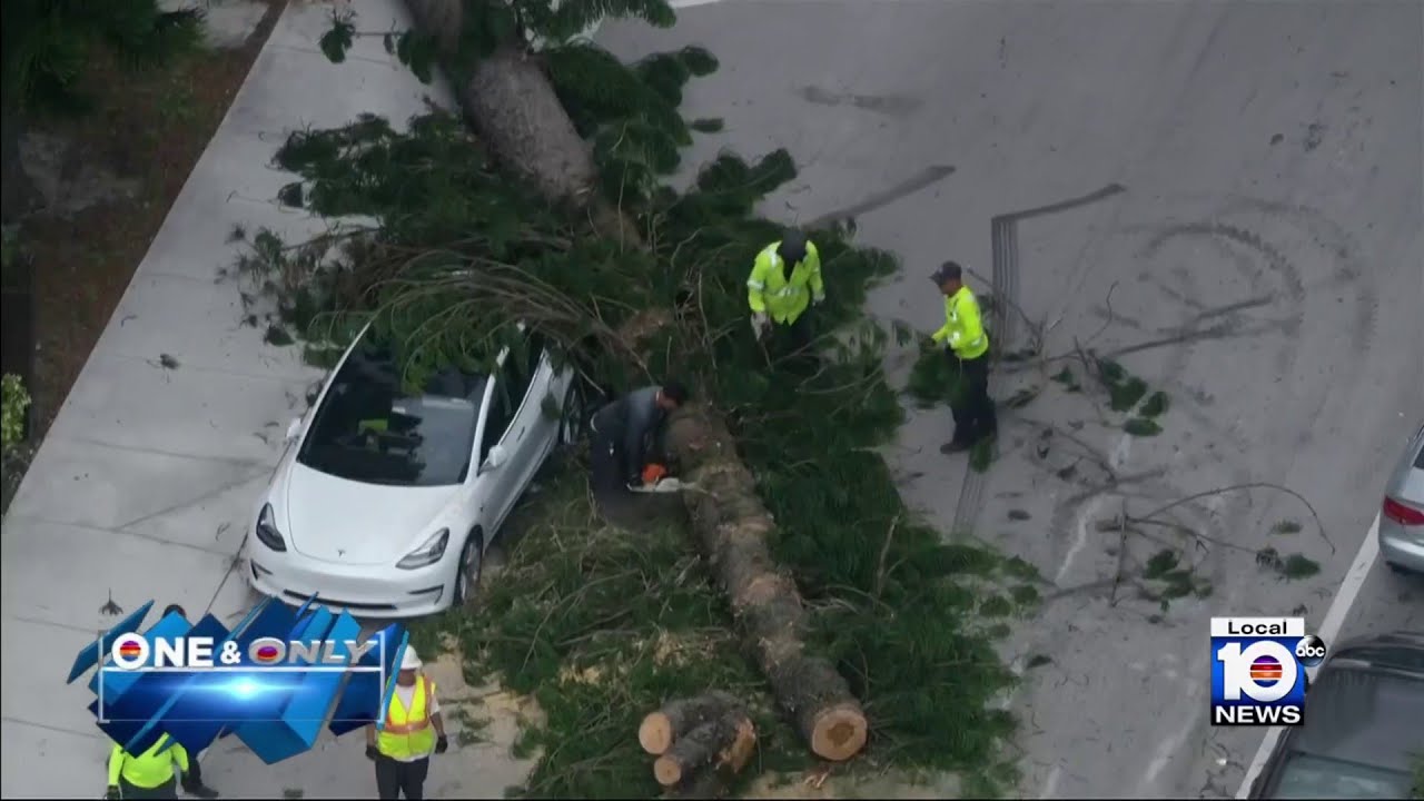 Video shows when tree collapsed damaging vehicles in Miami - YouTube