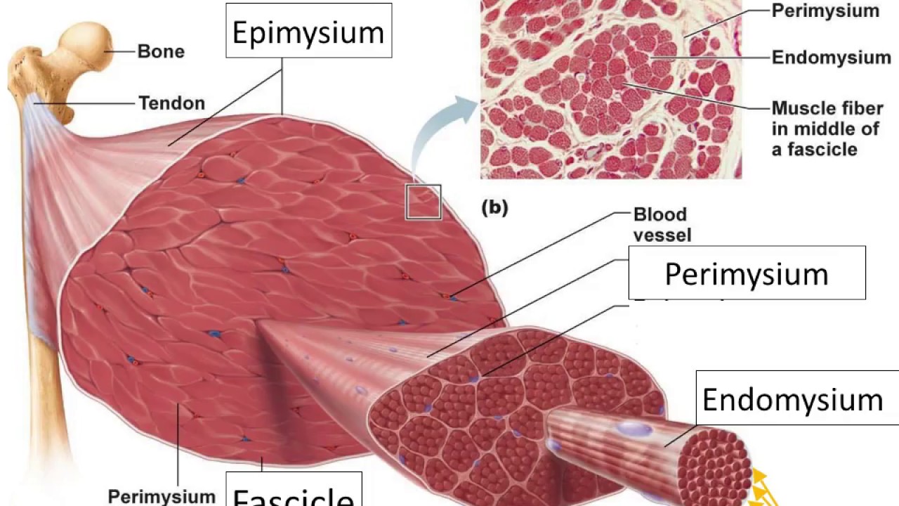 The Physiology of Skeletal Muscle Contraction - YouTube