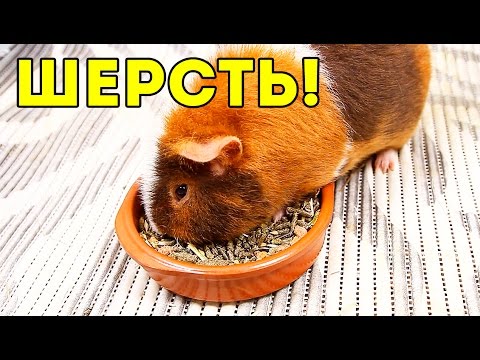 Шерсть морских свинок. Что делать, если свинка линяет? / SvinkiShow