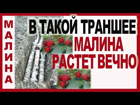 &#55357;&#57041; МАЛИНА. В ТАКУЮ ТРАНШЕЮ Вы еще не САЖАЛИ. Посадка ремонтантной малины осенью.