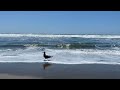 10 June 2026 - #Gulls foraging for #SandCrabs #PacificOcean #OceanBeach #SanFrancisco #California