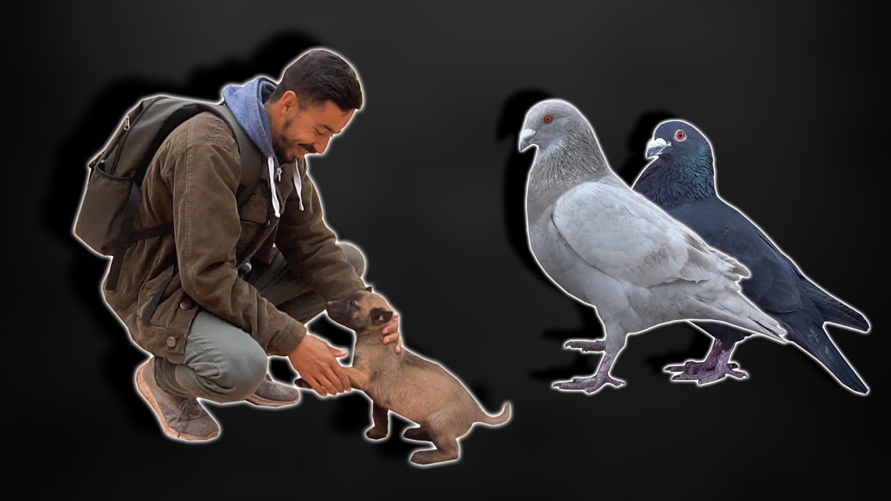 تبادلت بجوج ذكورة و جبت كوبل (ماعرفتش واش فواياجور)