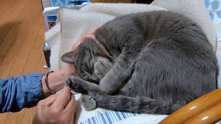 Spoiled cat sucking paws.