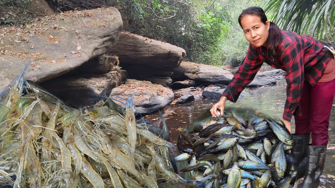 ลงห้วยดักปลา!!เเตกซวดๆปลาช่อนภูเขาปลารวมหลายชนิดกุ้งขาวเข้ากลางวันเเบบสวยๆ!!26/2/69