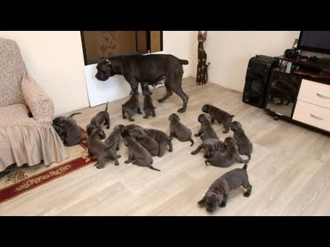 Video: Natürliche Beruhigungsmittel für eine Katze