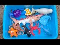 Sea animals with interactive toys and interesting insights for kids