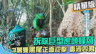 【嘉義】捕蜂人移除巨型黑尾虎頭蜂窩 族群大繁衍 3 萬隻一網打盡工作人員慘遭蜂螫《世界第一等》1081集精華版