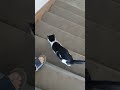 Mačka se preselila u zgradu // Zoologija