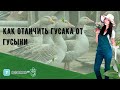 Как отличить гусака от гусыни