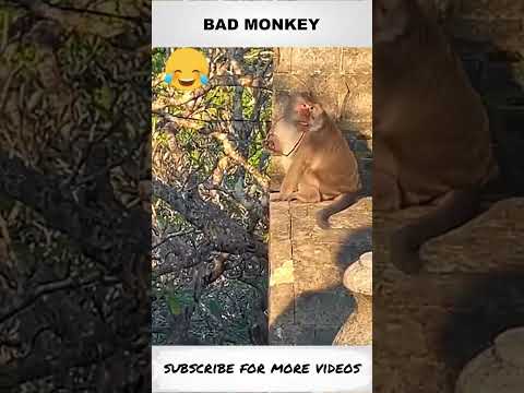 BAD MONKEY STEAL