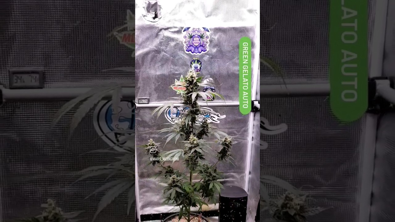 The Green Gelato Auto is almost done. 3 gal., ProMixHP, Coast of Maine Lobster compost Dr. Earth.