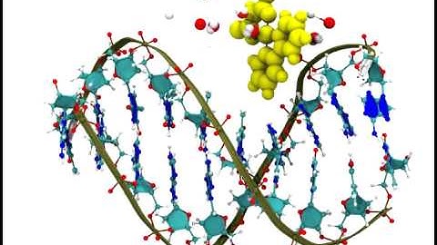 Molecular Dynamics of DNA with copper-complex.