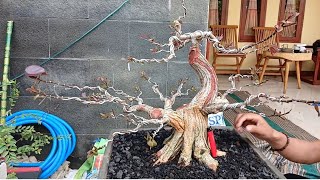 jual bahan bonsai