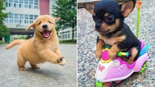 Baby Dogs  Cute and Funny Dog Videos Compilation #19 | 30 Minutes of Funny Puppy Videos 2022