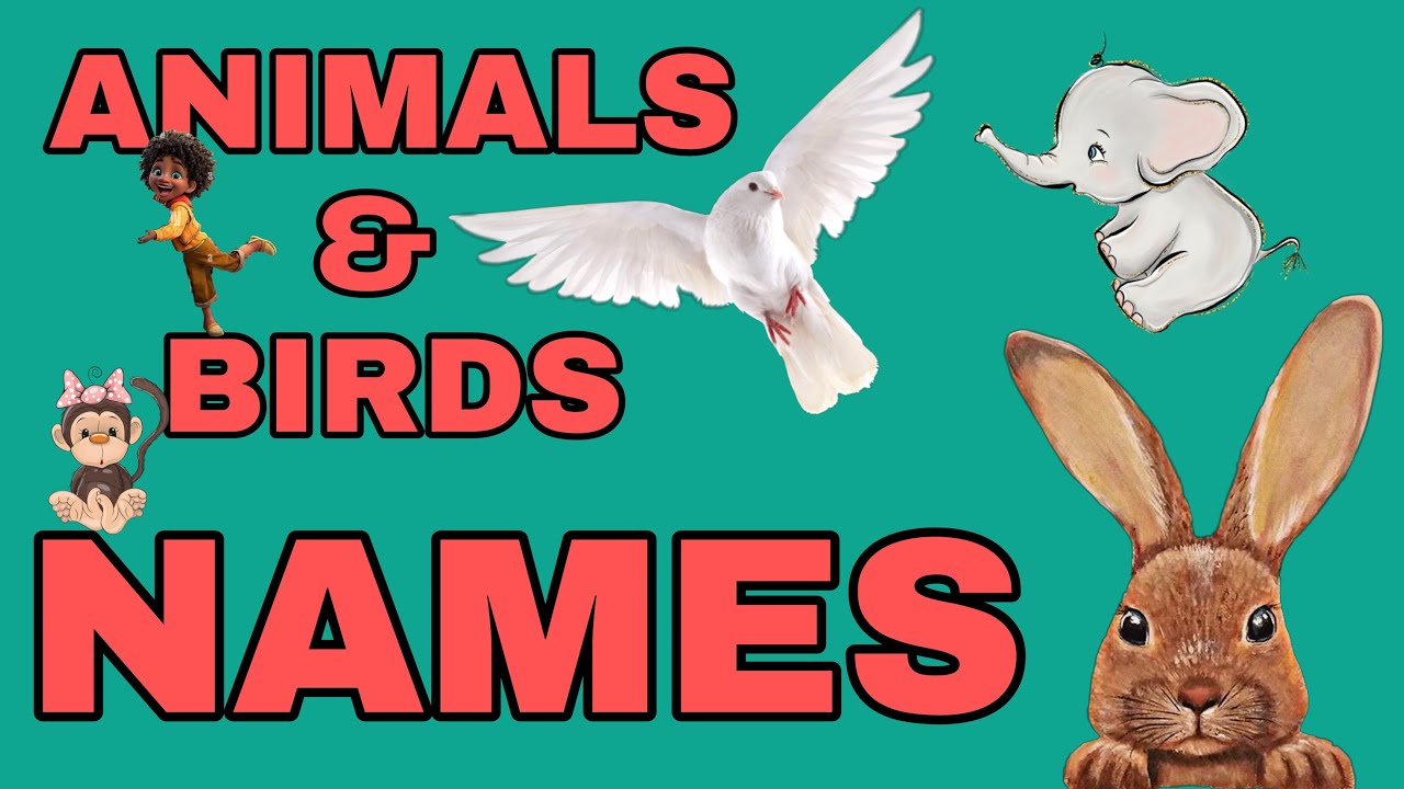 CARTOON ANIMALS NAMES FOR KIDS YouTube