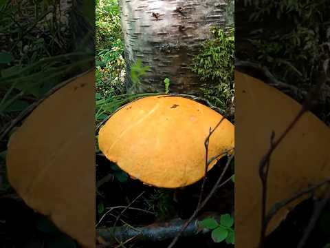 Грибы срезать или выкручивать. Грибы 2024 #лес #грибы #mushroom #forest