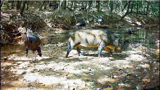 Trail Camera Pickup: Creek Crossing (Alabama Wildlife)