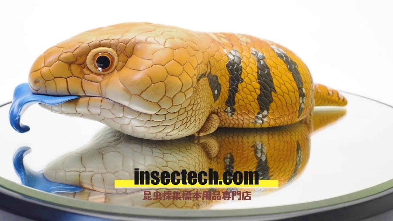 動物の惑星】アオジタトカゲ PLUS版 フィギュア - 昆虫採集・昆虫標本 