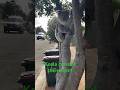Koala crosses my street, goes up a tree to safety!! #shorts #koala #wildlife #kangarooisland
