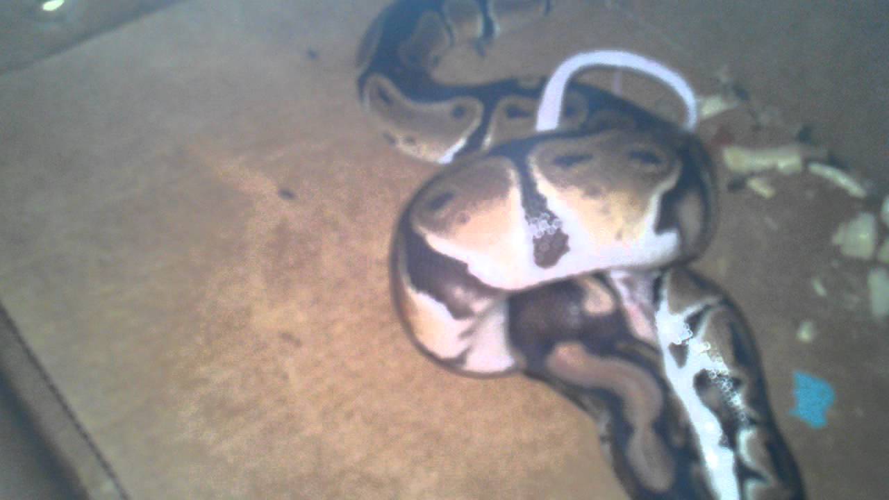 camera iphone 8 plus apk ball python feeding