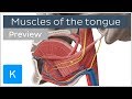 Muscles of the tongue preview  human anatomy  kenhub