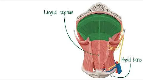 Muscles of the tongue (preview) - Human Anatomy | Kenhub