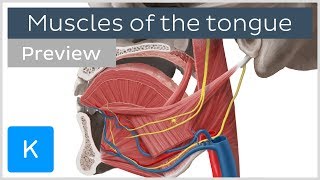 Muscles of the tongue (preview) - Human Anatomy | Kenhub screenshot 4