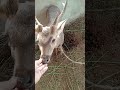 Beautifull animal #farming #shorabgothmandi
