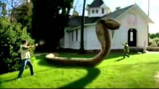 Komodo V.s. Cobra.flv Big Sarpo Ho