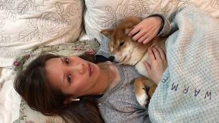 まぁまぁ無理やりのお昼寝に付き合う優しい柴犬　柴犬ゆき Shiba inu, Yuki