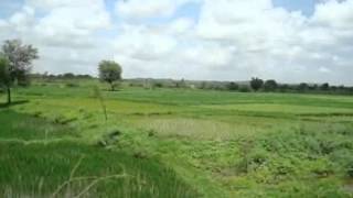 Temperate grassland