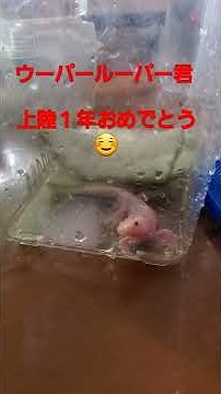 メキシコサラマンダー Youtube