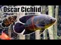 Oscar Cichlid | Care Guide & Species Profile