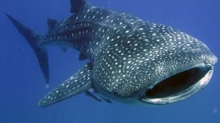 Whale Shark Thailand - FIRST TIME on iSaw A3 Extreme HD by Freedom Divers, Phuket