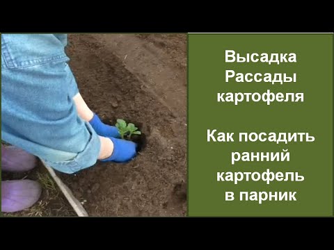 Вопрос: Когда в Брестской области садить ранний картофель в 2020 году?