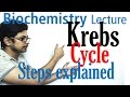 Krebs cycle
