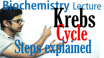 Krebs cycle