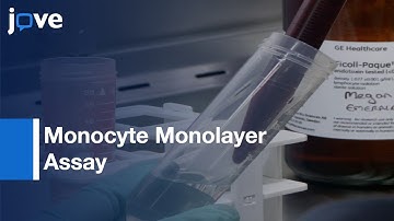 Monocyte Monolayer Assay to Evaluate Phagocytosis | Protocol Preview