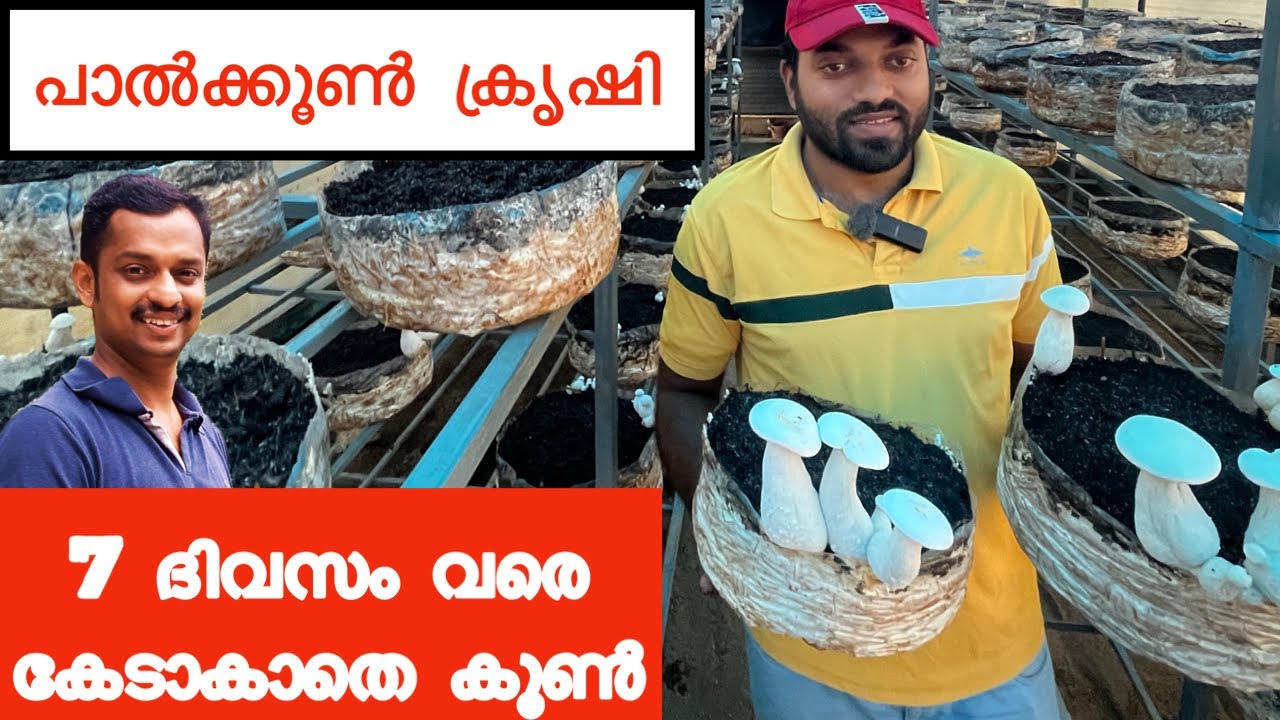 koon krishi malayalam mushroom cultivation mushroom farm kerala best