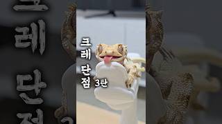 ⚠️크레스티드 게코, 키우지 마세요 3탄