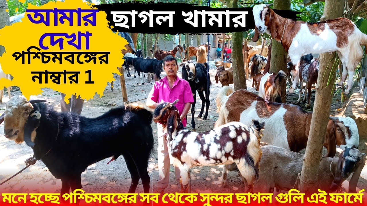 পশ্চিমবঙ্গের নাম্বার 1 ছাগল খামার মনে হচ্ছে পশ্চিমবঙ্গের সব থেকে সুন্দর ছাগল গুলি এই ফার্মে রয়েছে।