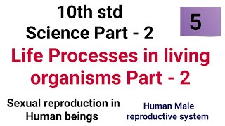 10th std Science Life Processes in living organisms Part 2 Human Male reproductive system