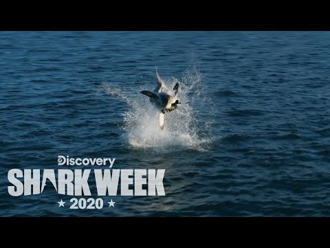 Drone Captures Epic Shark Breach! | Shark Week